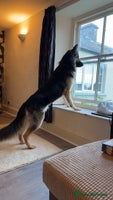 German Shepherd dogs - Advert 4