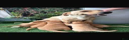 Labrador Retriever dogs for sale: Yellow Labradors  - Advert 3