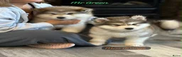 Alaskan Malamute dogs for sale: READY NOW Champion line KC Alaskan Malamute Pups  - Advert 1