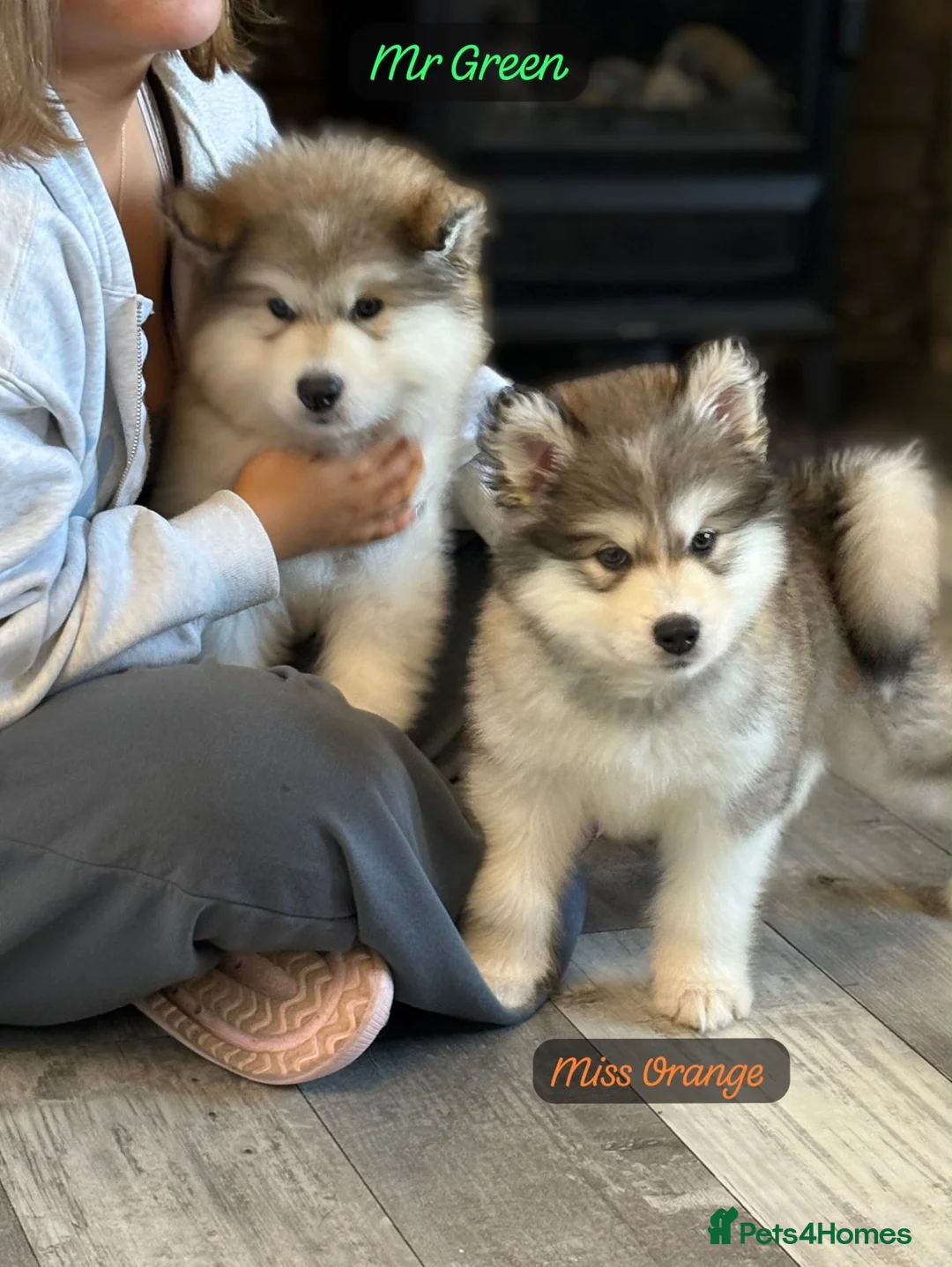 Alaskan Malamute dogs for sale: READY NOW Champion line KC Alaskan Malamute Pups  - Advert 1
