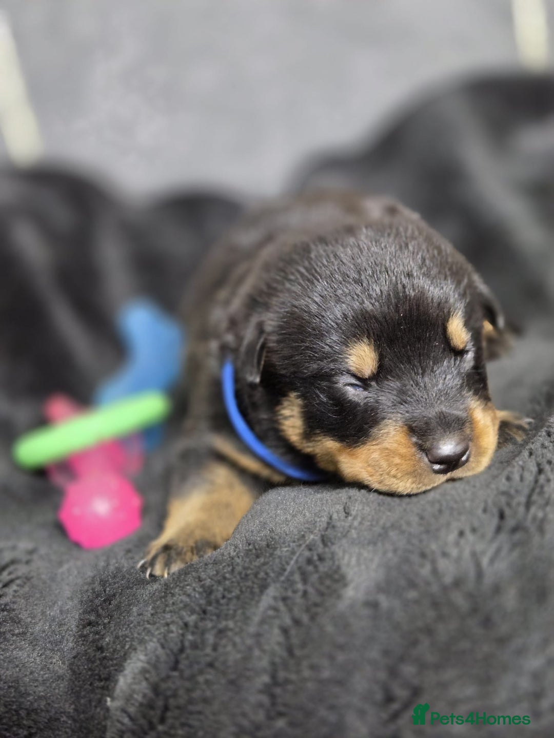 Rottweiler dogs for sale: Stunning Rottweiler pups - Advert 9