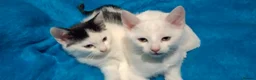Turkish Angora cats for sale: The Magnificent Five - Turkish Angora mix kittens in London - Advert 7