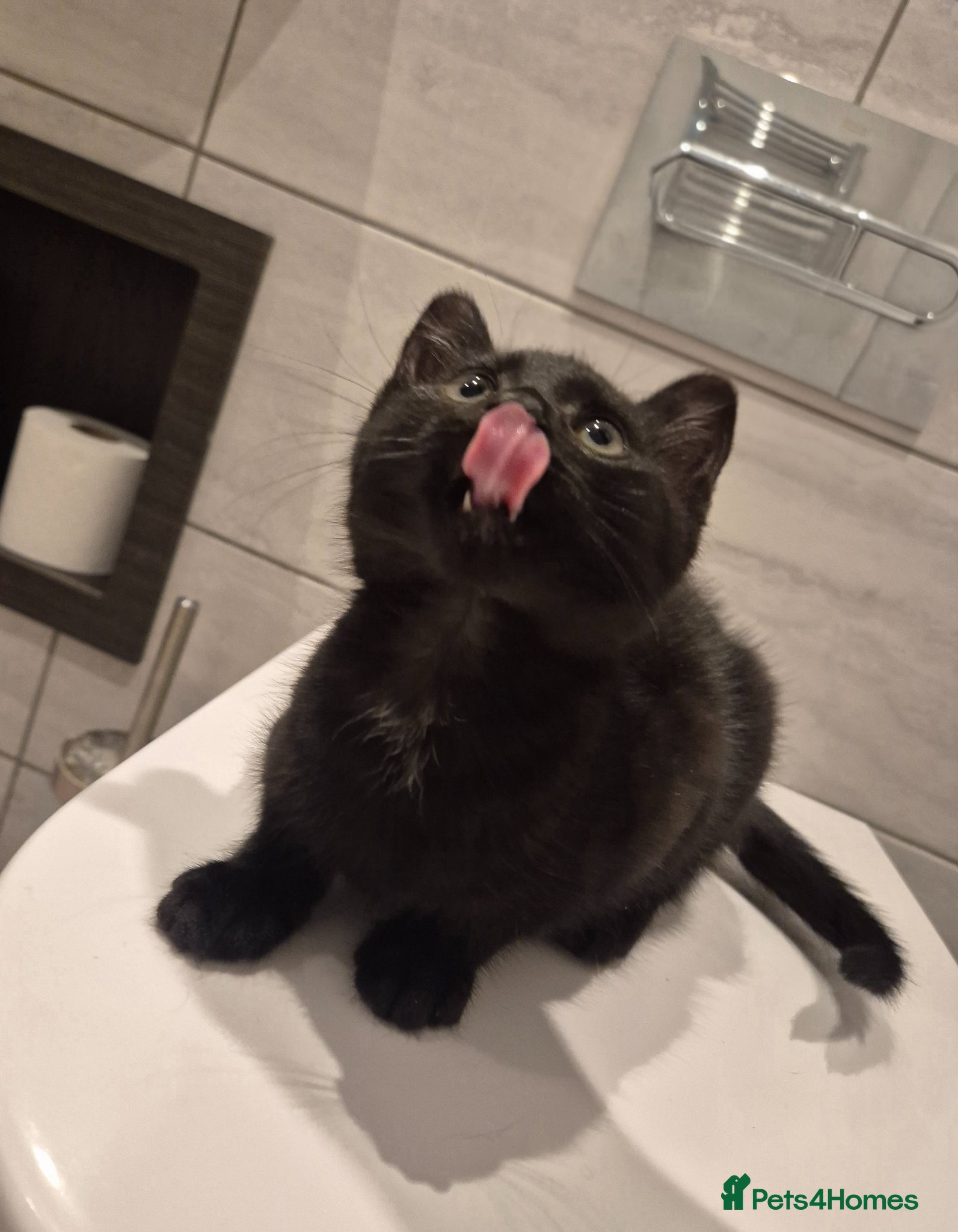 Mixed Breed cats Sweet little boy needing a new home - Advert 2
