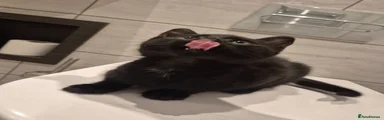 Mixed Breed Kitten 1