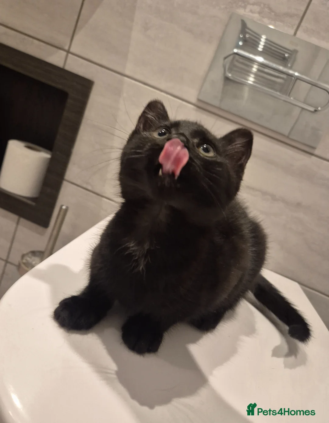 Mixed Breed cats for sale: Sweet little boy needing a new home - Advert 1