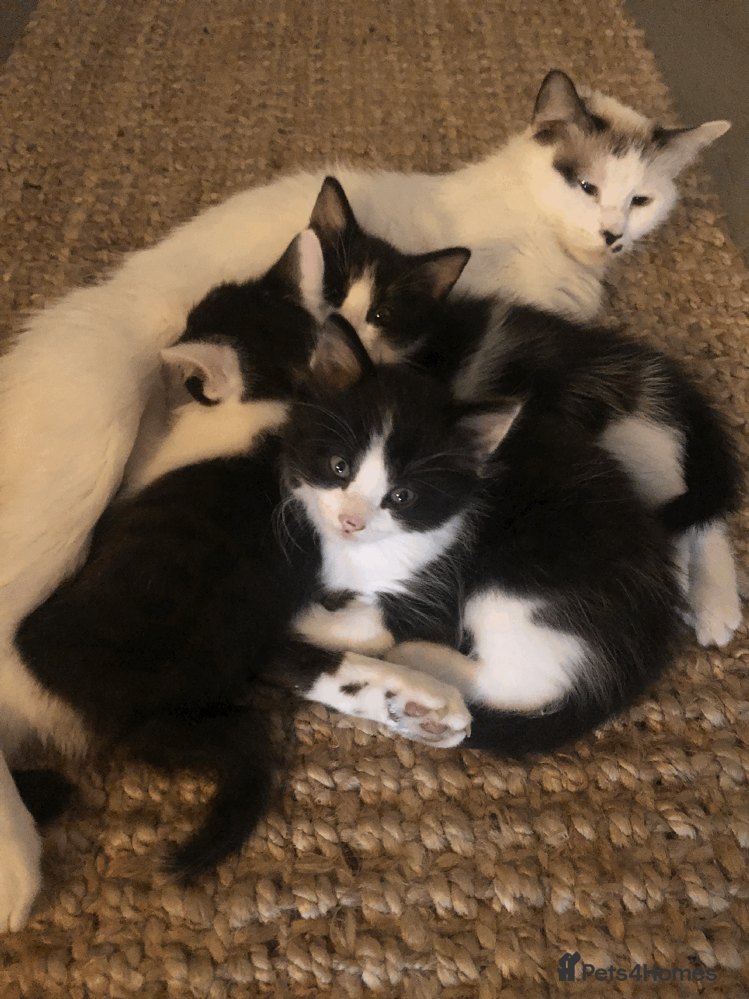 Mixed Breed cats for sale: Adorable Boy Looking for a Forever Home! - Image 7