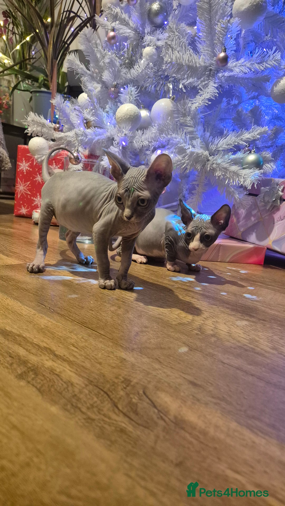 Sphynx cats for sale: Exclusive Sphynx Kittens Looking for Forever Homes - Advert 31