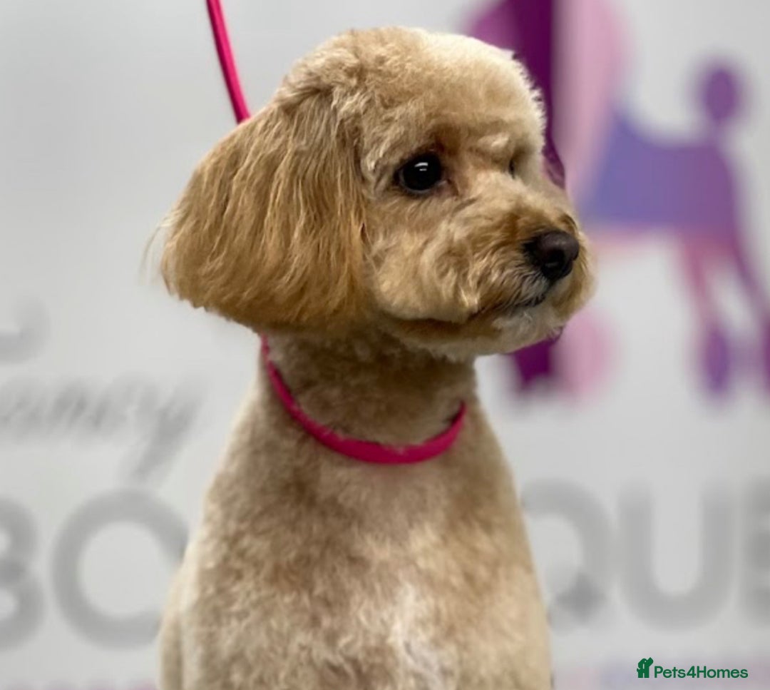 Miniature Poodle dogs for sale: **All Reserved** Stunning Deep Red Mini Poodle - Advert 7