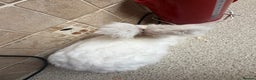 Angora rabbits for sale: Male  - Advert 4