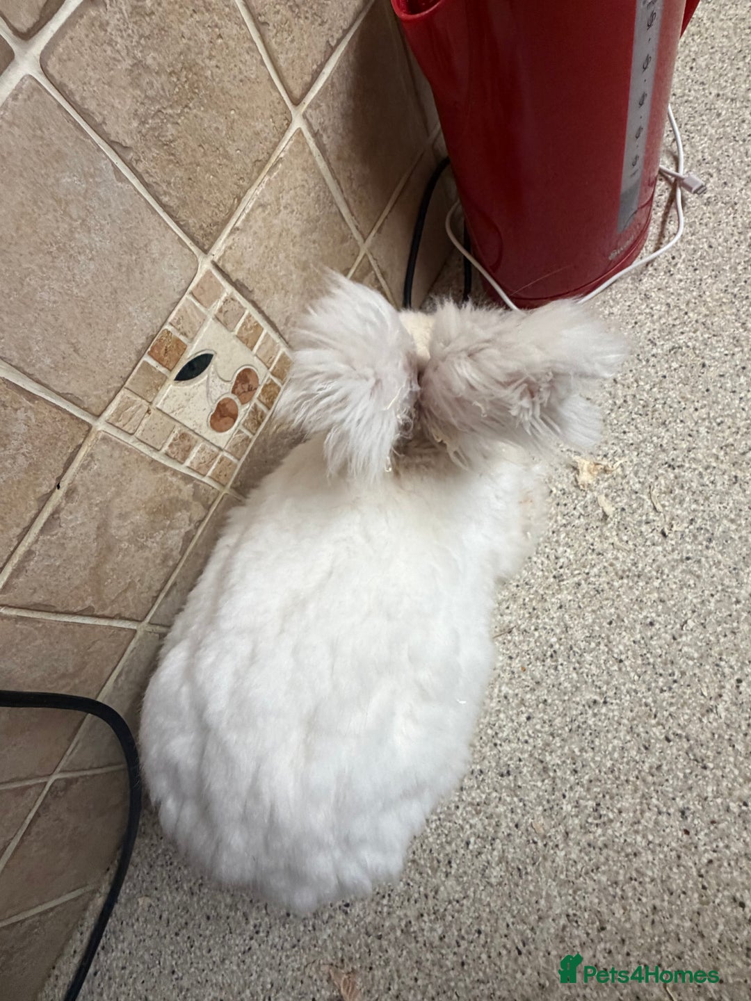 Angora rabbits for sale: Male  - Advert 4