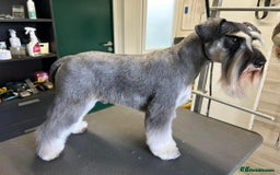 Miniature Schnauzer dogs for sale: OUTSTANDING DNA CLEAR KC MINI SCHNAUZERS - Image 10