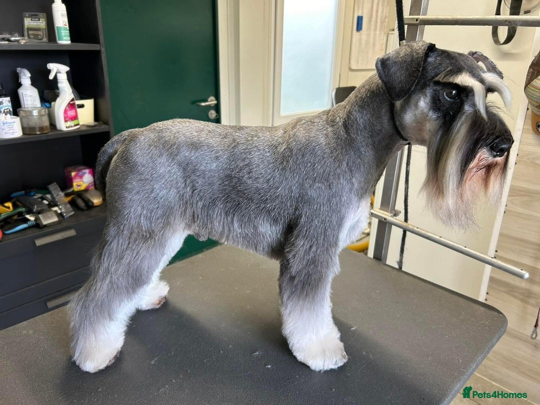 Miniature Schnauzer dogs for sale: OUTSTANDING DNA CLEAR KC MINI SCHNAUZERS - Image 10