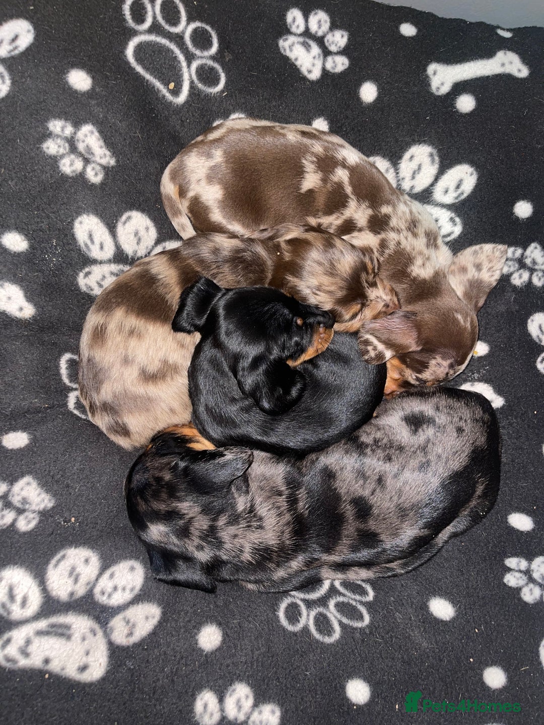 Miniature Dachshund dogs for sale: Miniature Dachshund Puppies for Sale!💙🩷 - Image 6