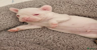 Mixed Breed dogs - Advert 6