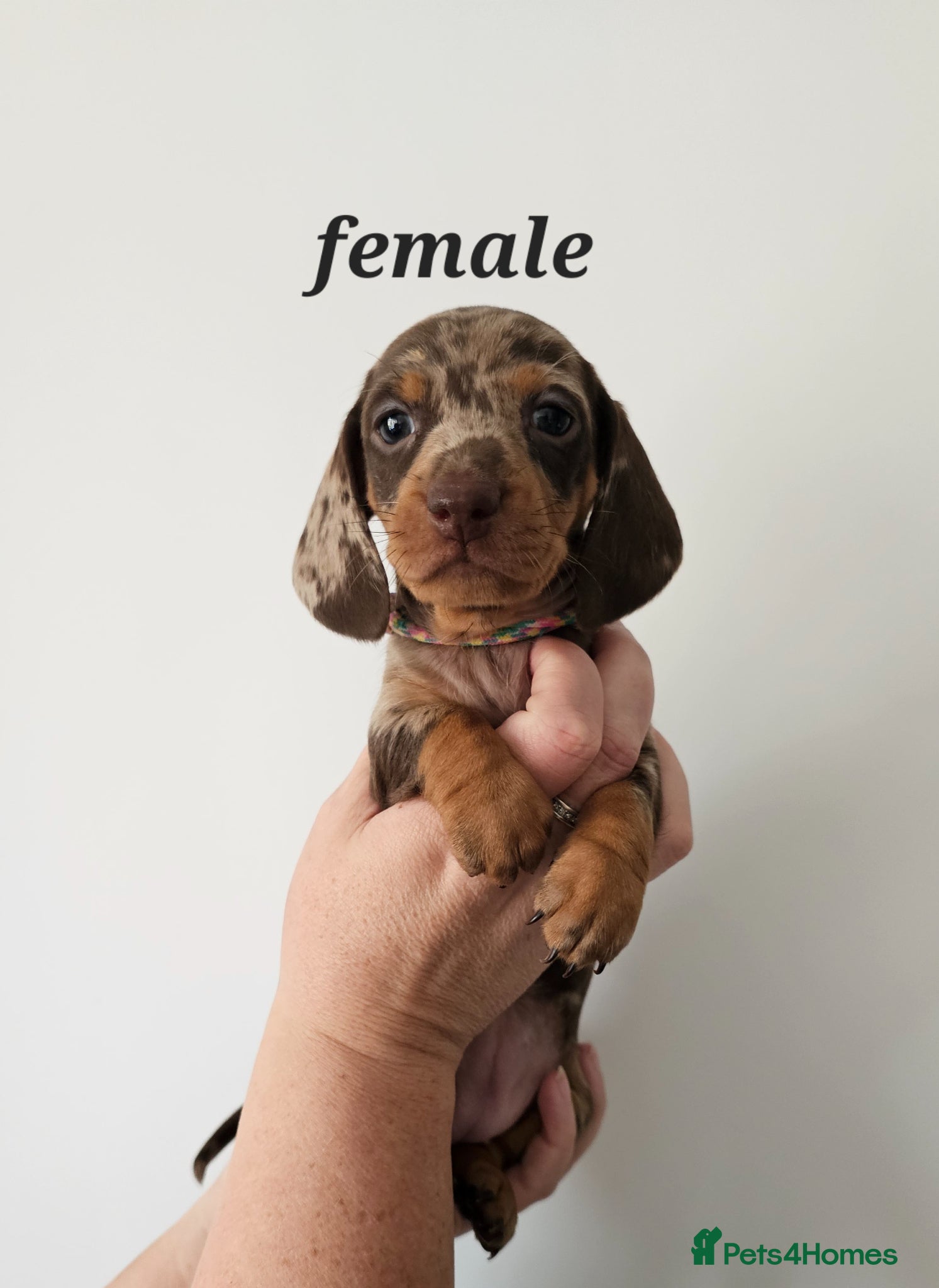 Dachshund dogs Stunning puppies, kc registered parents  - Advert 1