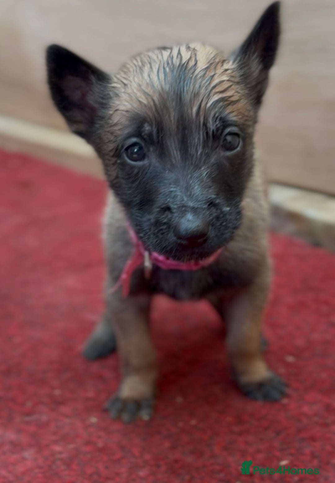 Mixed Breed dogs for sale: Dutch Malinois Puppies- Ready 13/12/2025 - Advert 13