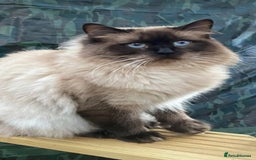 Ragdoll cats for sale: Beautiful chunky kittens ready to leave soon - Image 17