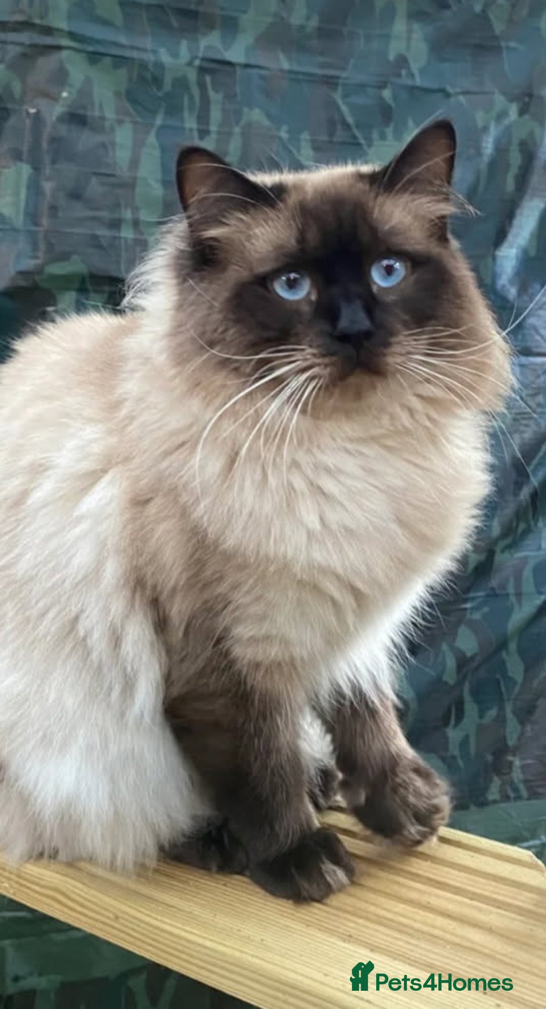 Ragdoll cats for sale: Beautiful chunky kittens ready to leave soon - Image 17