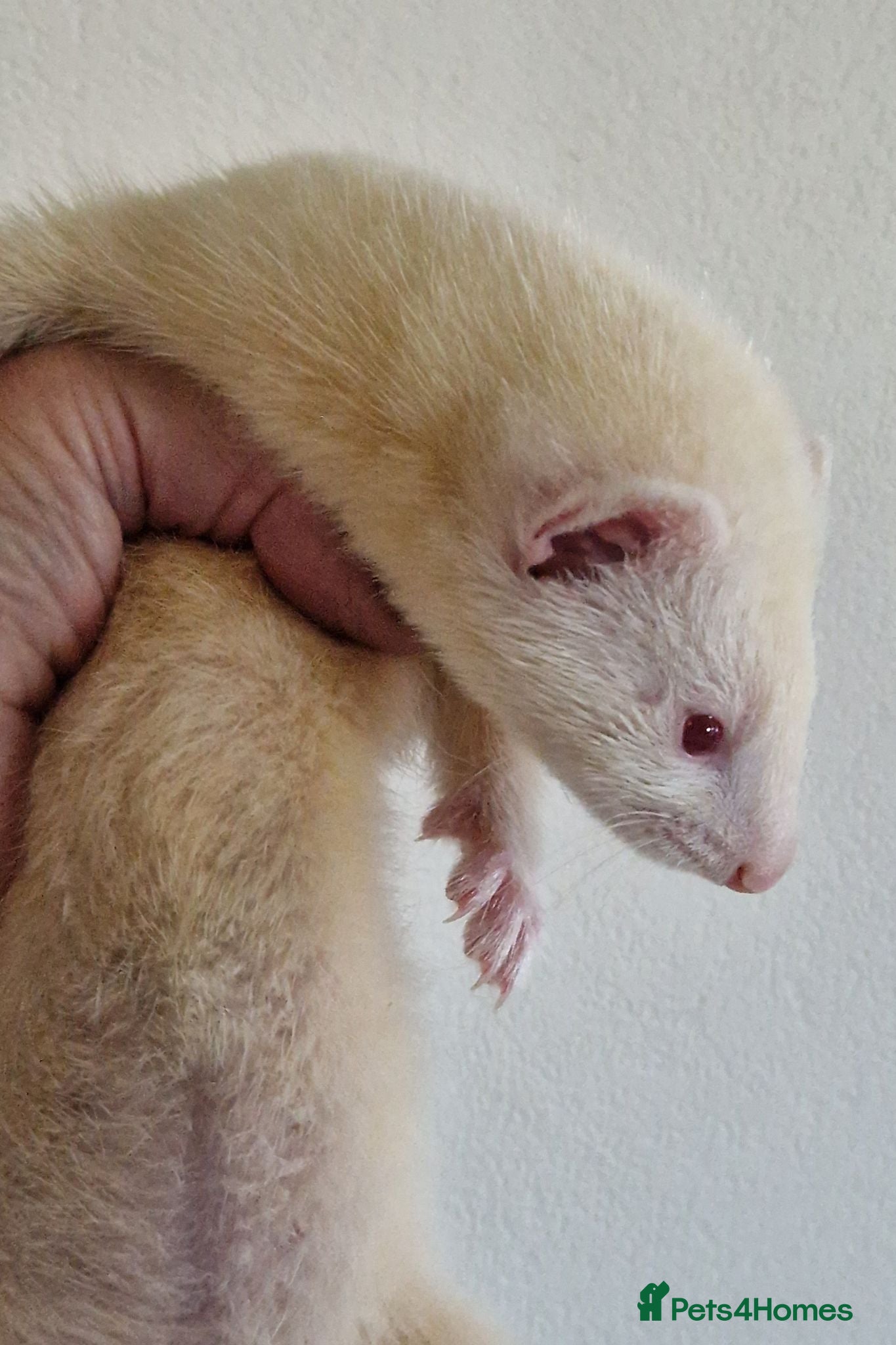 Ferret rodents Ferret kits - Advert 2