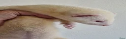 Ferret rodents for sale: Ferret kits - Advert 3