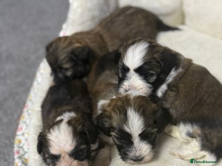 Havanese dogs Adorable Havanese Puppies for sale - Advert 3