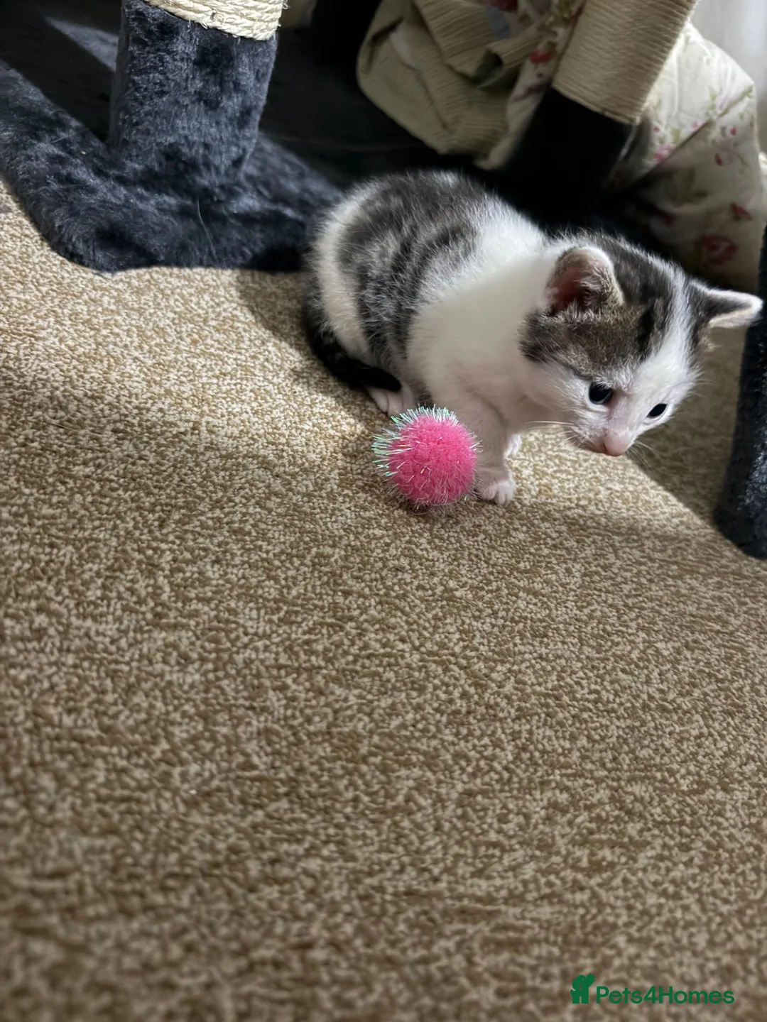 Mixed Breed cats for sale: 2 Kittens for sale  - Advert 2