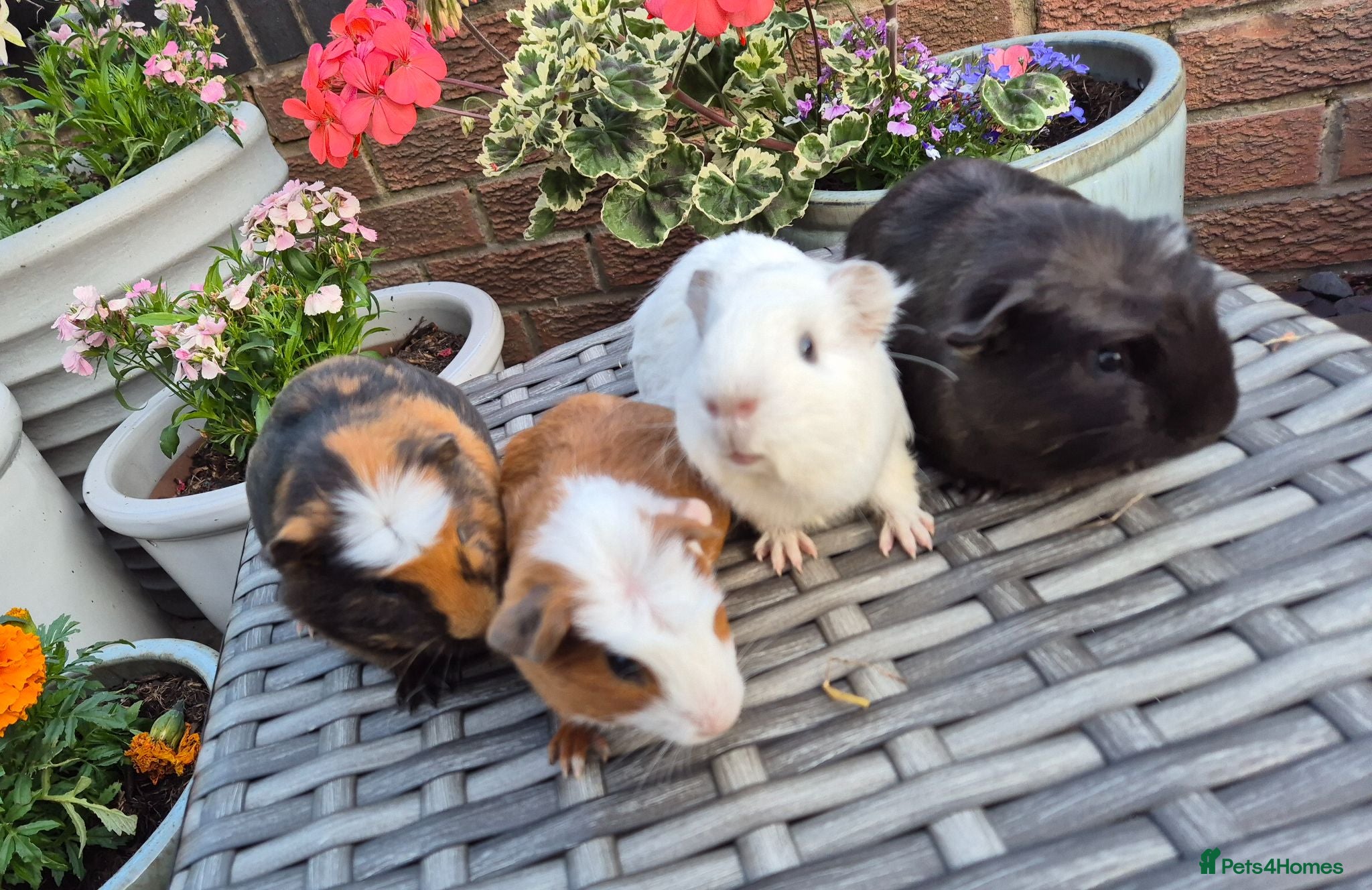 Guinea Pig rodents Beautiful Bonded Baby Boys - Advert 1