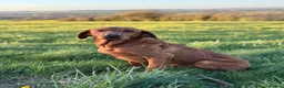 Labrador Retriever dogs for stud: Ozzy-proven health tested stud - Advert 6