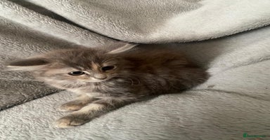 Mixed Breed cats - Advert 14