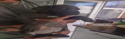 Cane Corso dogs for sale: Cane Corso Puppies for sale  in Hull - Advert 12