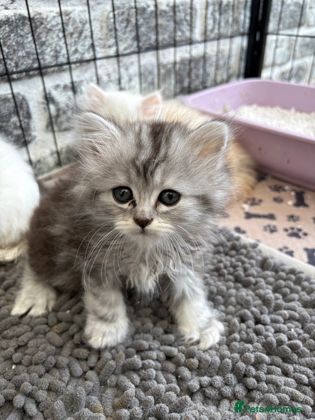 Persian cats for sale: Outstanding litter of Persian x kittens,  - Image 19