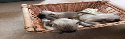 Cairn Terrier dogs for sale: 7 Adorable Cairn Terrier Pups - Advert 15