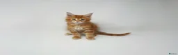Maine Coon cats for sale: Exceptional Maine Coon Kittens - Rare Red Girls - Advert 38