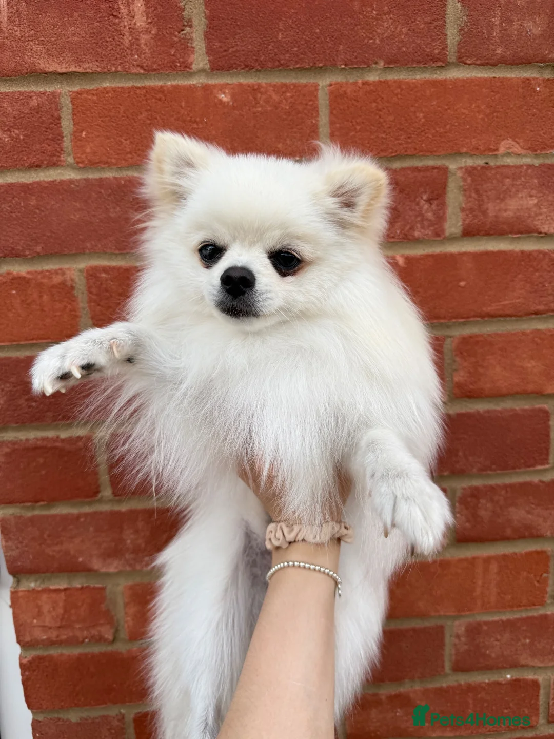 Pomeranian dogs for sale: White Pomeranian - Loving & Playful in Northampton - Advert 3
