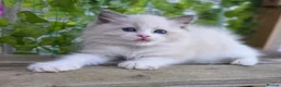 Ragdoll cats for sale: 💓please read🩵🏆European Champion lines 💫Tica - Advert 30