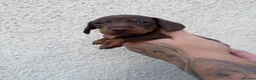 Miniature Dachshund dogs for sale: Stunning Miniature Dachshund pups  - Advert 25