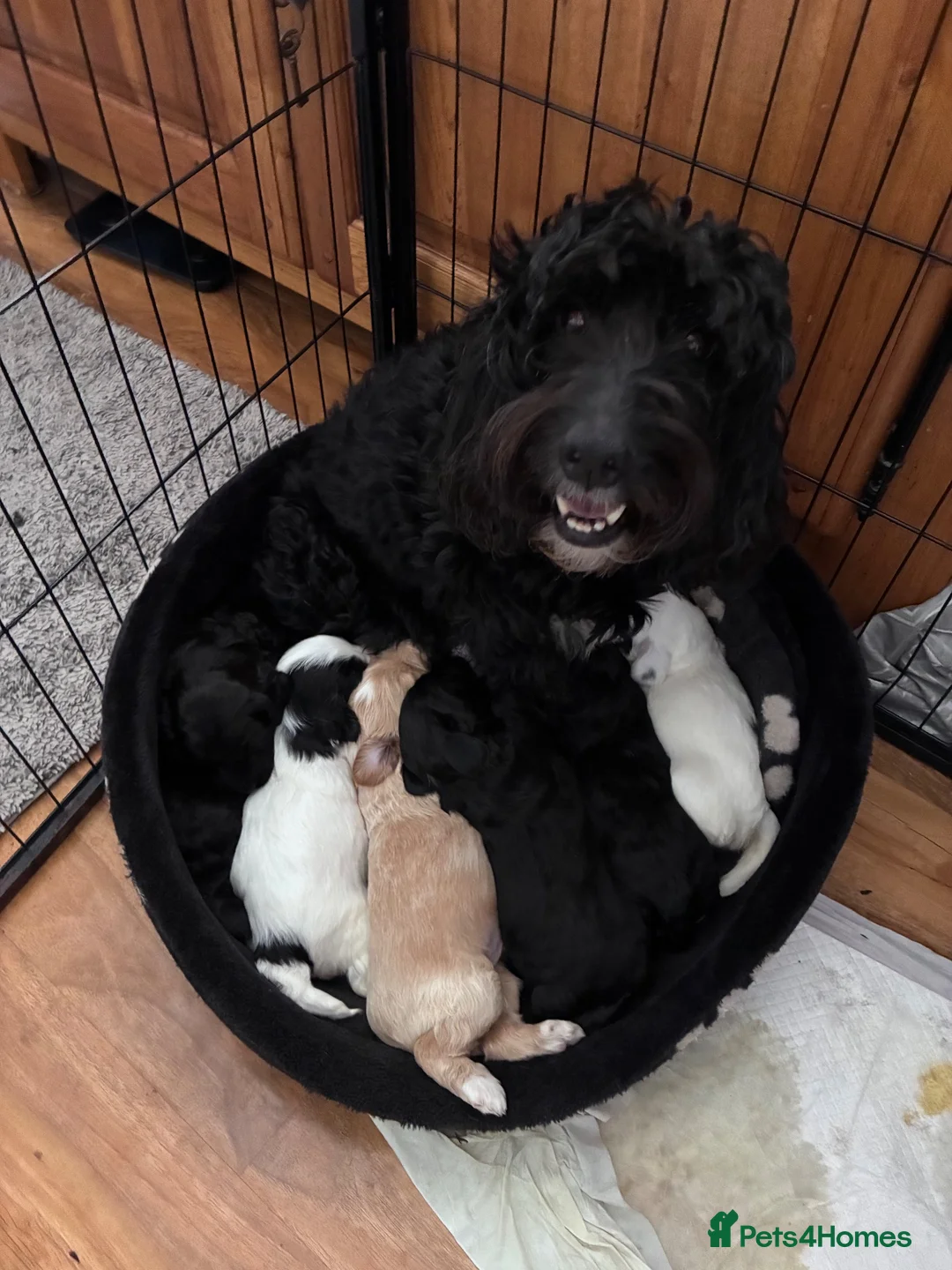 Cockapoo dogs for sale: Stunning CockaPoo puppies  in Aldershot - Advert 1