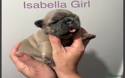 French Bulldog dogs for sale: 4 Beautiful Girl Frenchie's  - Image 17