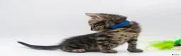 Bengal cats for sale: Beautiful Brown Bengal Boys - TICA Registered - Advert 12