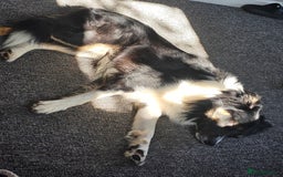 Border Collie dogs for sale: Beautiful border Collie bailey - Image 6