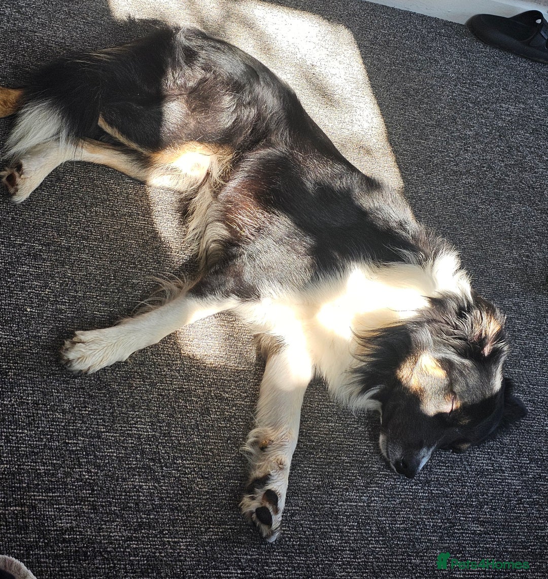 Border Collie dogs for sale: Beautiful border Collie bailey - Image 6