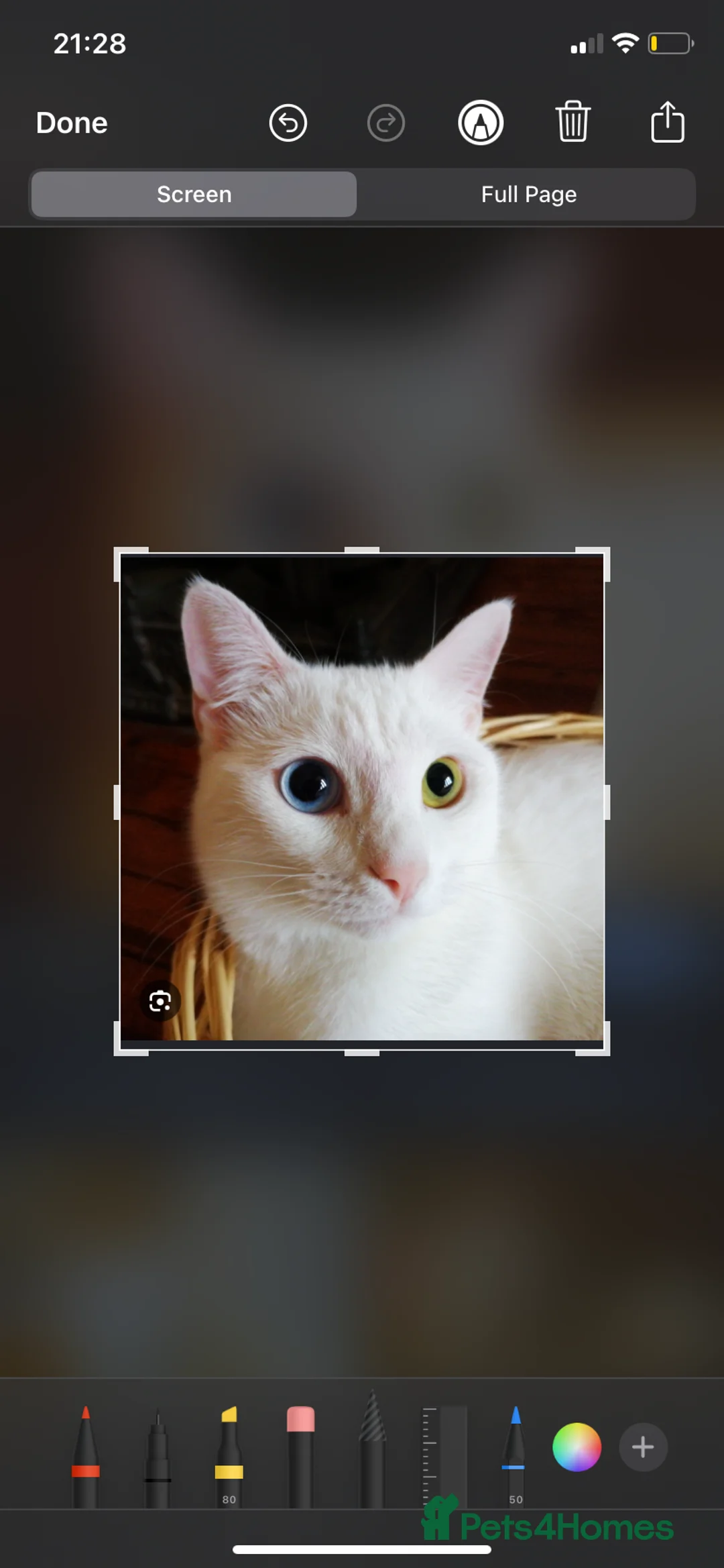 Turkish Van cats for sale: Family friendly Turkish van kittens for sale. in London - Advert 1