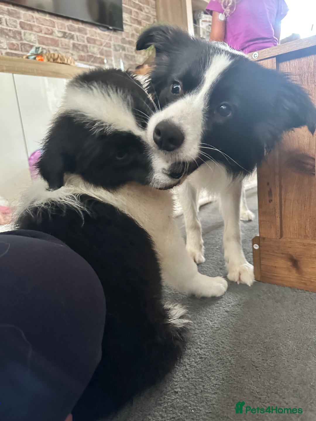 Border Collie dogs for sale: Last 2 girls left !!! International Champion line - Image 5