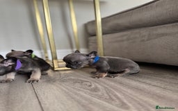 French Bulldog dogs for sale: French bull dog litter available now  - Image 4