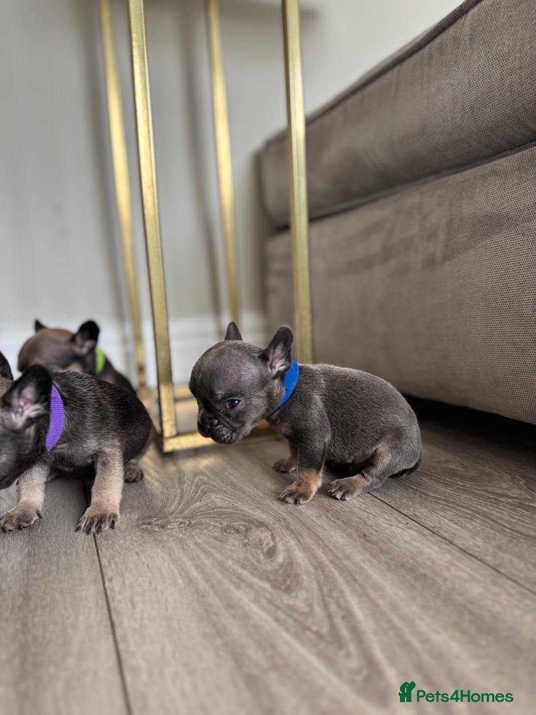 French Bulldog dogs for sale: French bull dog litter available now  - Image 4