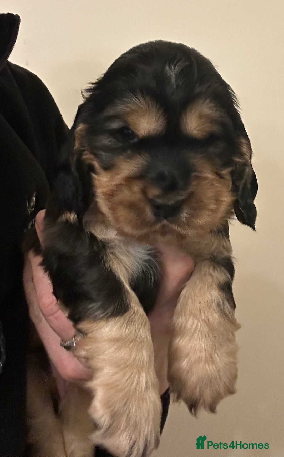 Cocker Spaniel dogs for sale: ⭐ Show Cocker Spaniels ⭐  - Advert 4