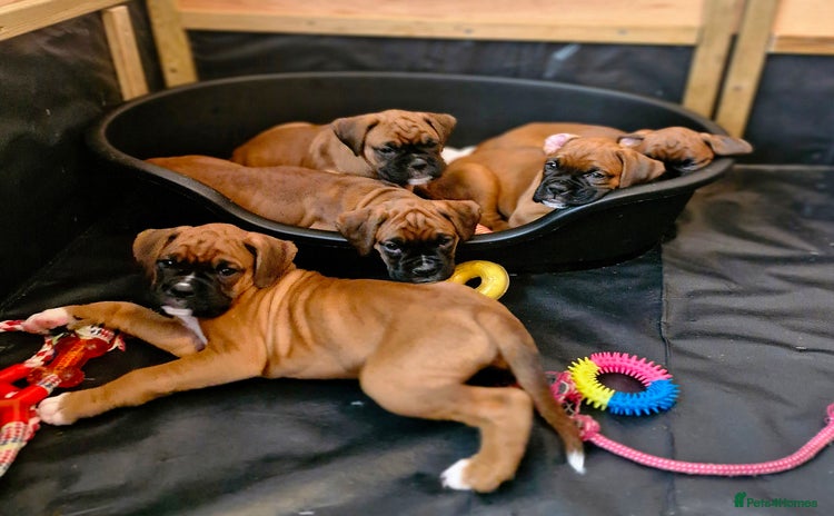 Boxer dogs - Advert 1