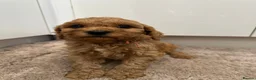 Cavapoo dogs for sale: Beautiful f1b puppies  - Advert 5