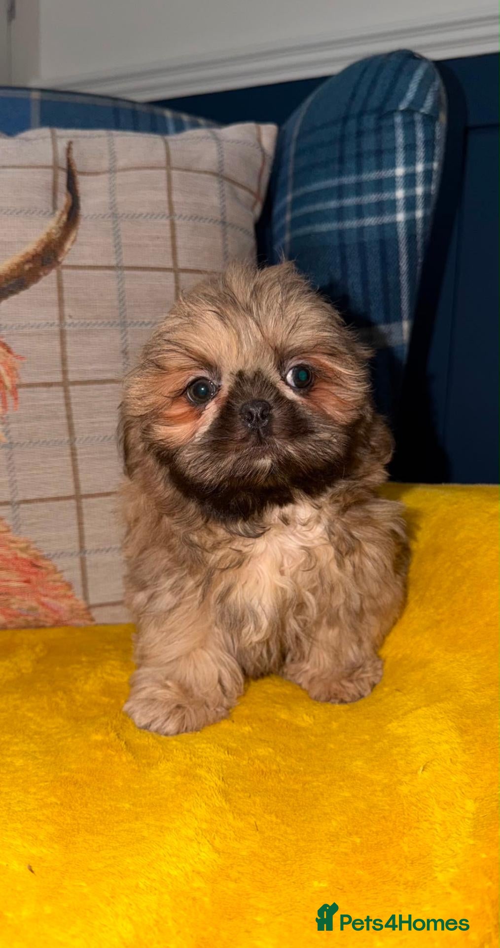 Shih Tzu dogs 💙Two stunning Blue Cream Shih Tzu Boys 💙 - Advert 1