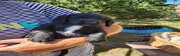 Sprocker dogs for sale: Sprocker Pups (3/4 Cocker) from Licenced Breeder  - Advert 7